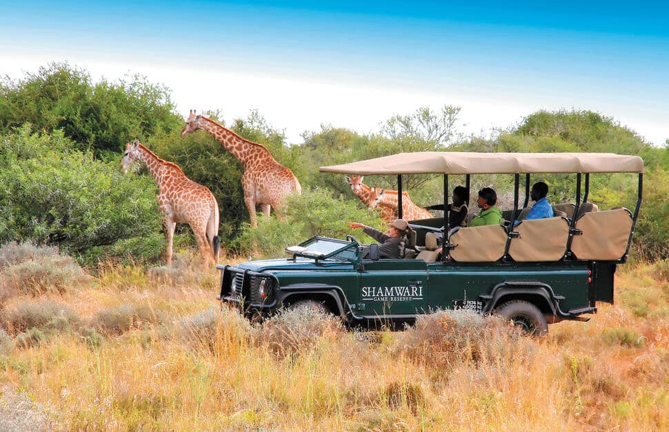 Safari and wildlife tours near Cape Town