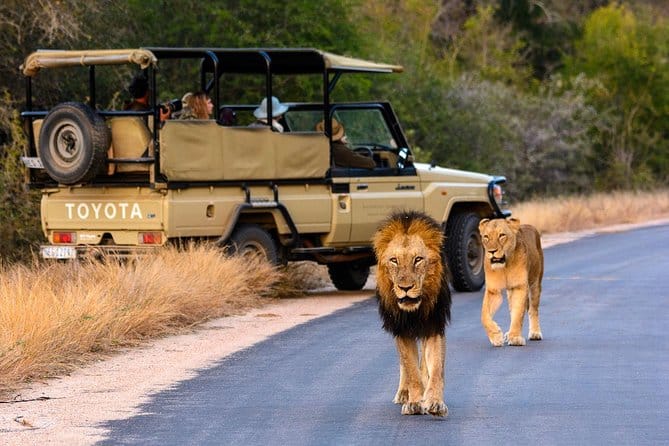 Lions Kruger National Park