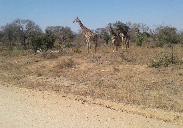 Kruger National Park_Wild Safari Adventure(3d)(2n)