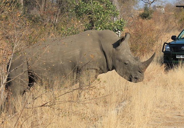 3 Day All Incl. Private Kruger Park Safari Incl. Transfer From Johannesburg