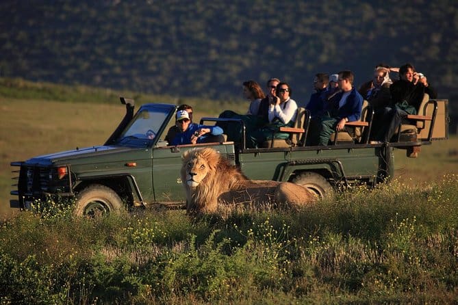 Safari Tours Cape Town South Africa