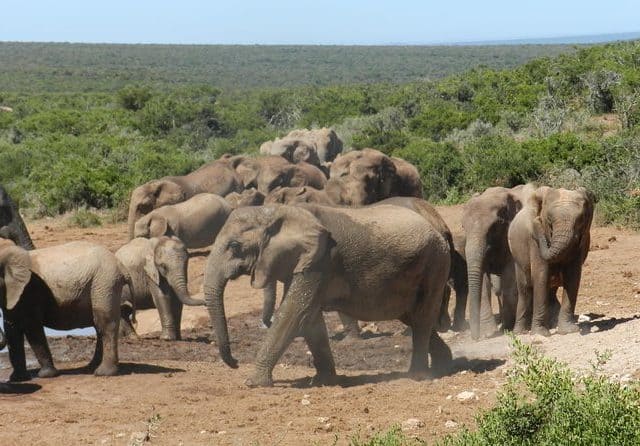 Addo Elephant Morning Safari (Half Day)