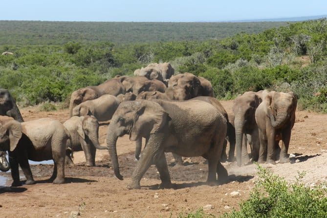 Addo Elephant Safari