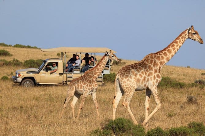 Garden Route Highlights with 4x4 Safari Small Group Tour