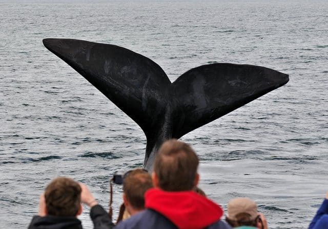 Hermanus Whale Watching & Private Wine Tour