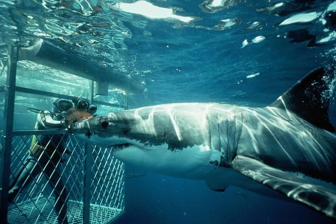 Shark Diving Full Day Guided Private Transfer to Gansbaai