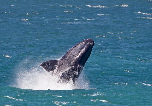 Whale Watching Day Trip from Cape Town