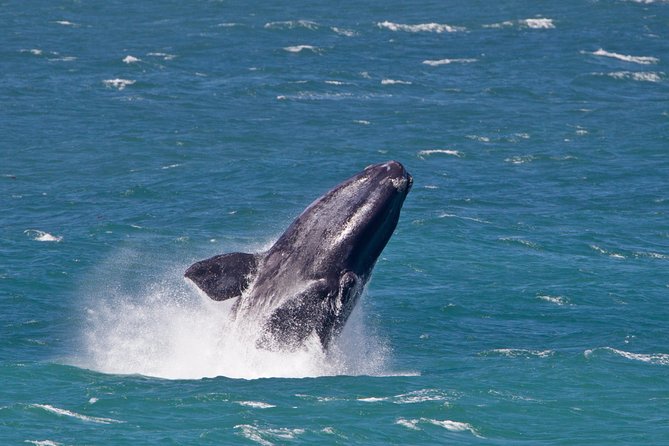 Whale Watching Hermanus