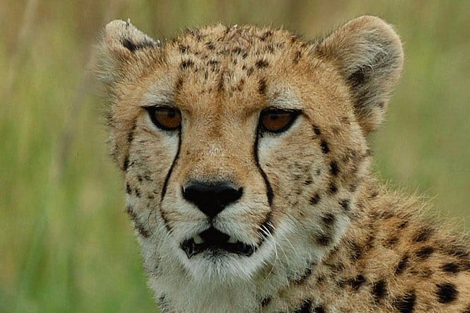 Ann Van Dyk Cheetah Centre