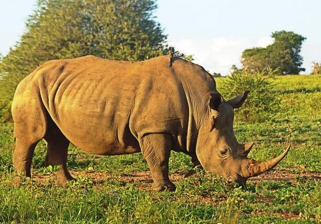 4 Day Safari to the Kruger National Park, Sudwala Caves and Blyde River Canyon