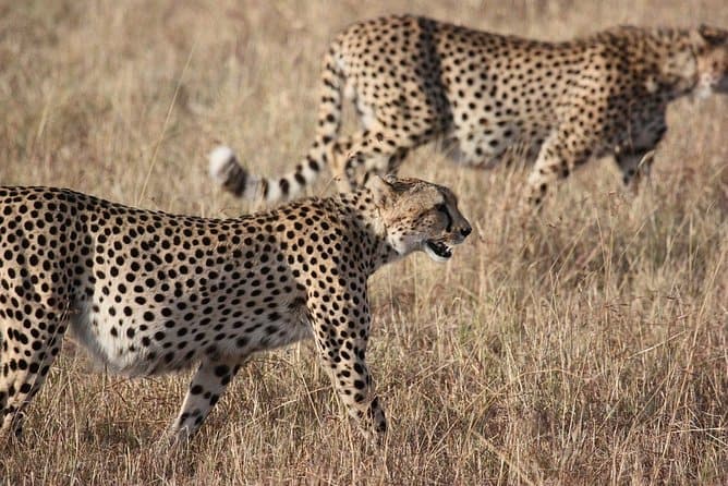 Kruger National Park Safari