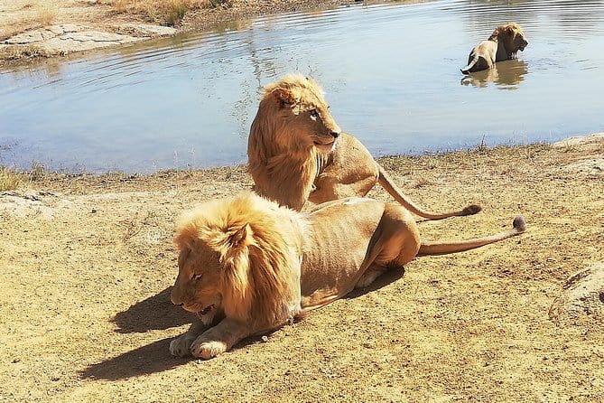 Lion Park Safari