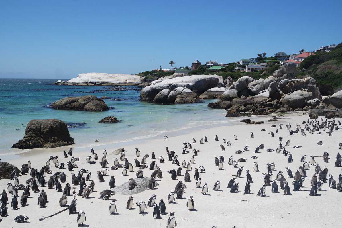 Boulders Beach Penguin Colony