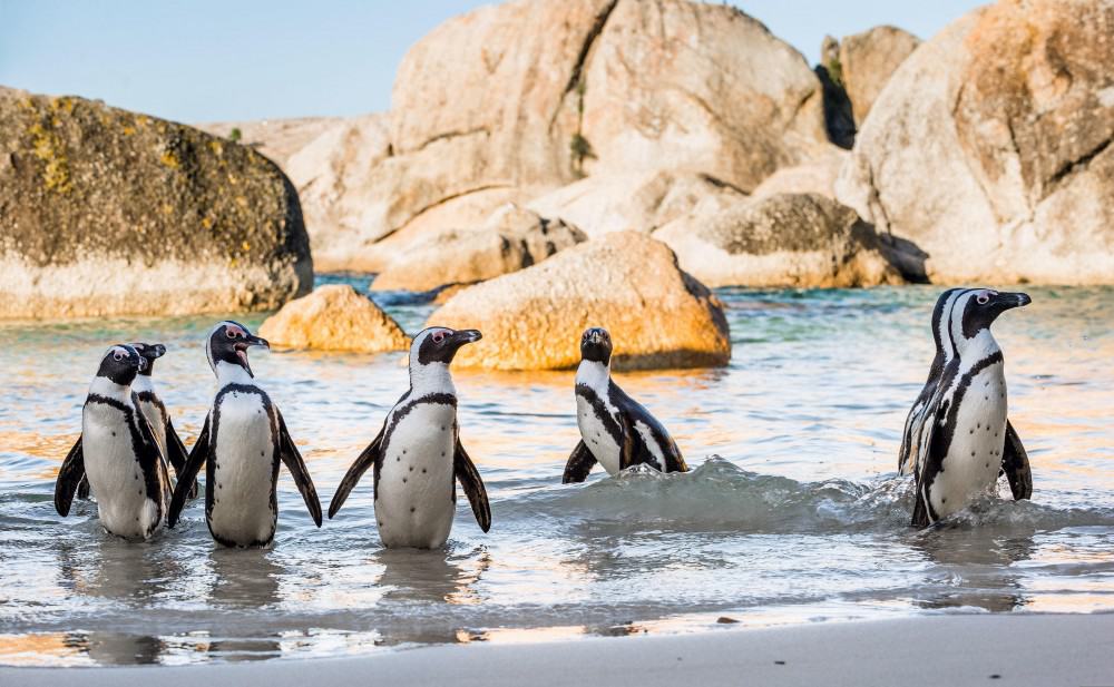 Boulders Beach Penguin Colony