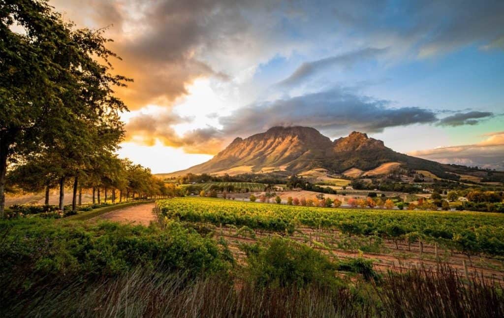 Cape Winelands