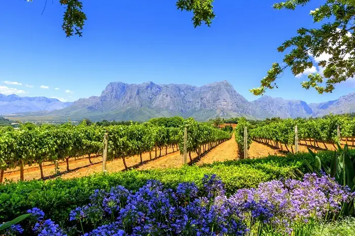 Cape-Winelands