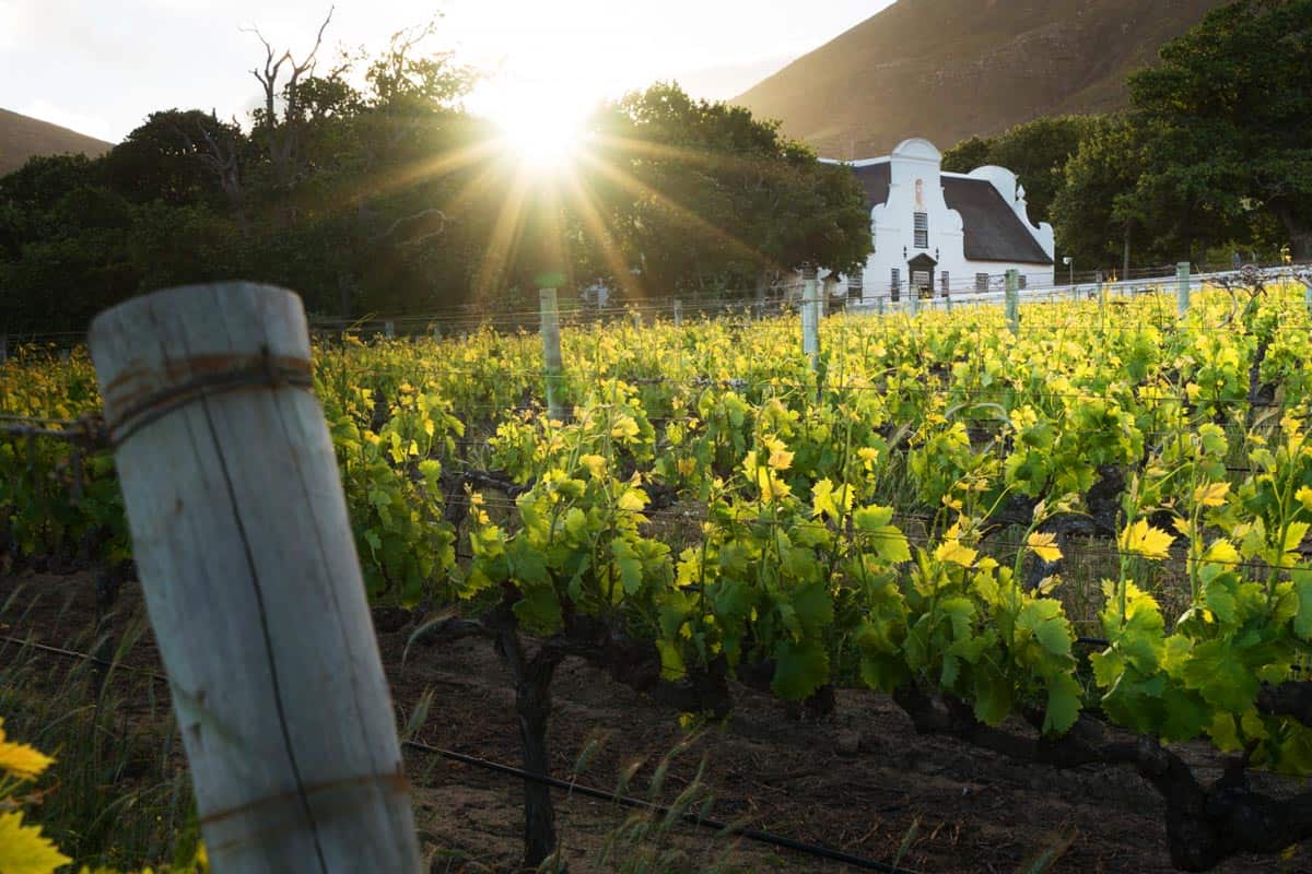 Constantia Wine Route