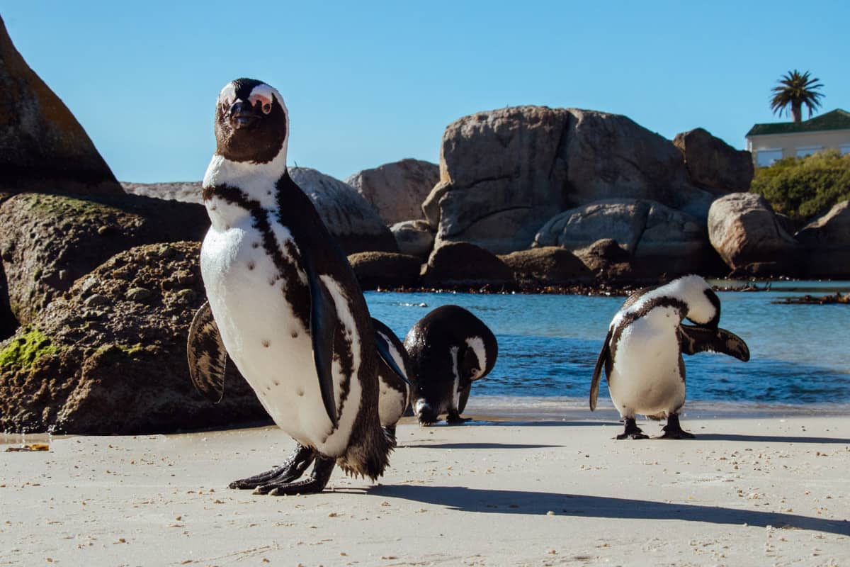 Boulders Beach