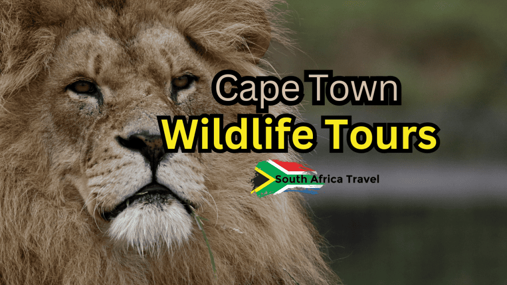 Cape Town Wildlife Tours