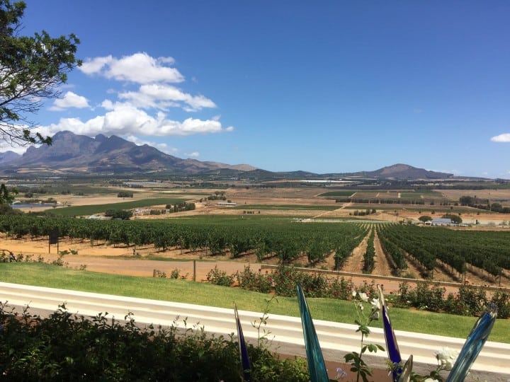 Cape Winelands Vineyard