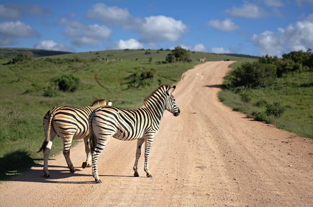 Safari Park Tours