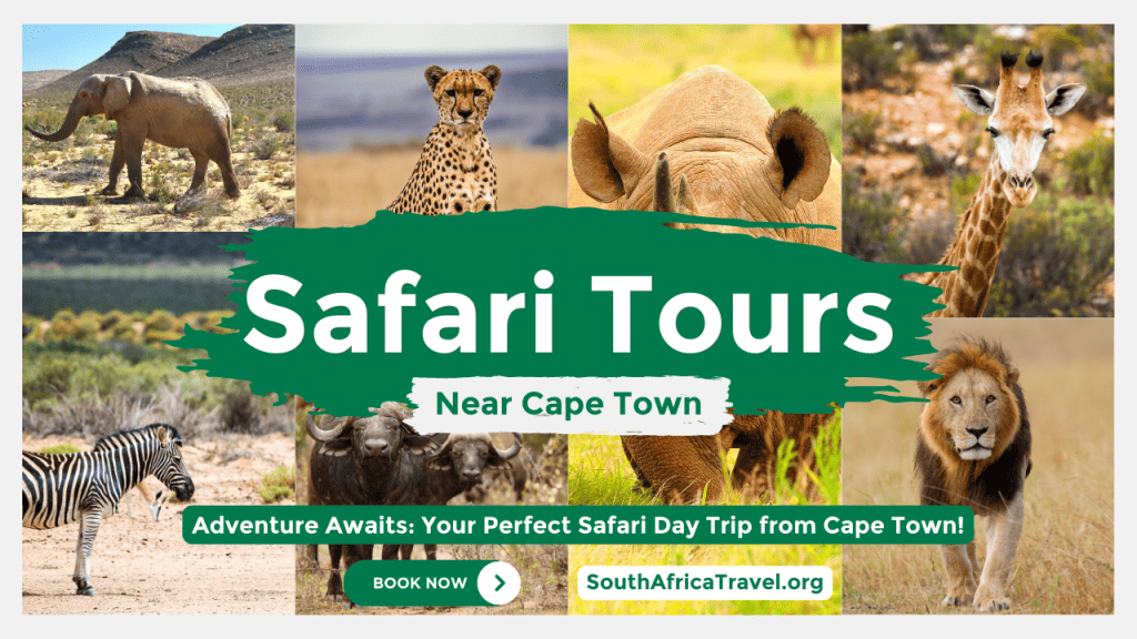 Safari Tours Near Cape Town