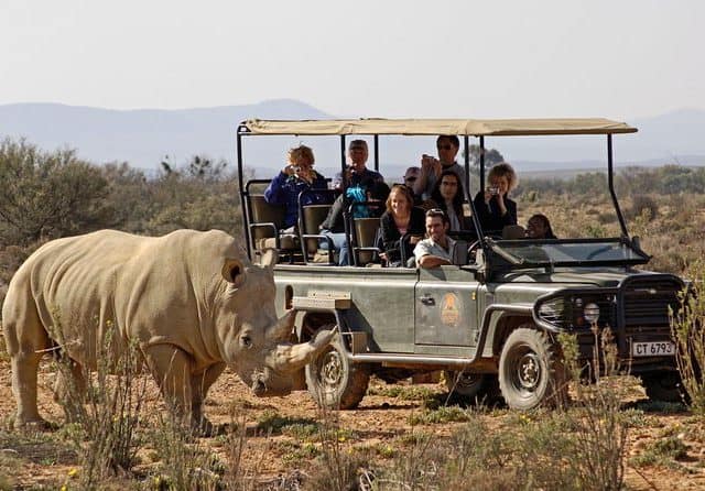 Safari Tours Near Cape Town with Private Transfers