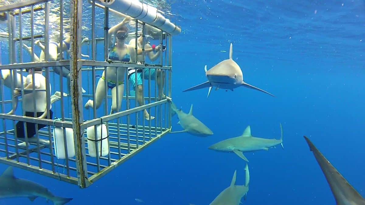 Shark Cage Diving