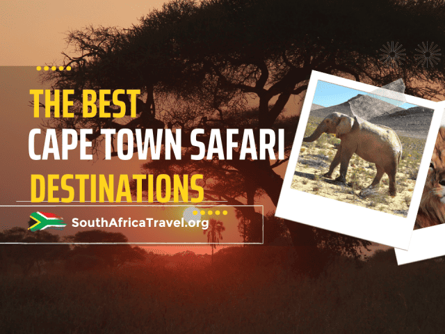 The Best Cape Town Safari Destinations
