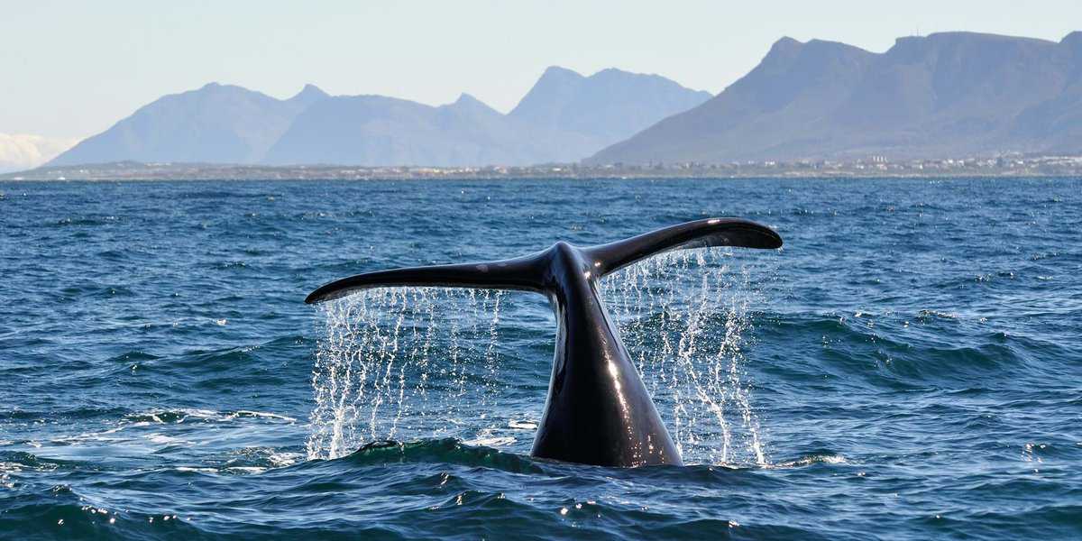 Whale Watching Hermanus