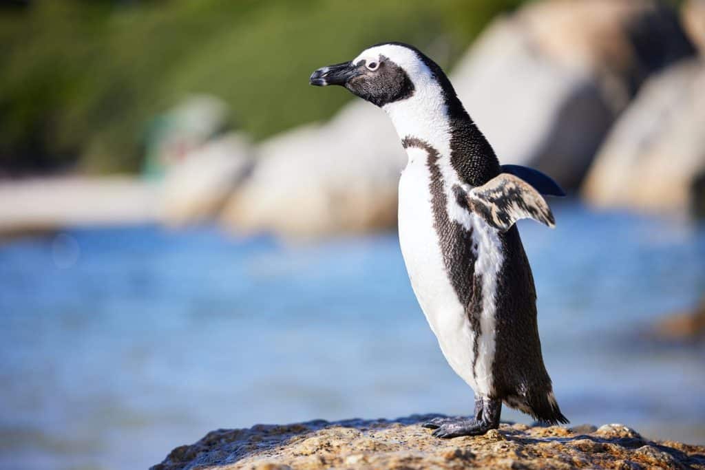 a penguin at Boulders Beach in Cape Town, South Africa.