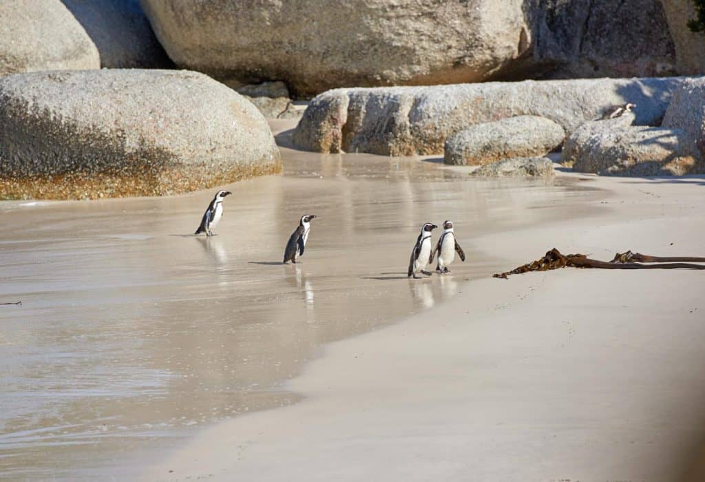 Group of penguins at Boulders Beach in Cape Town, South Africa.