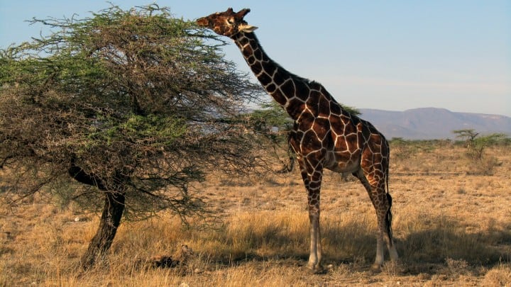 Giraffe at Safari Private Game Reserve