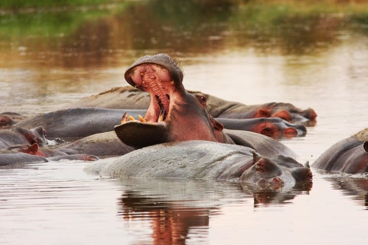 Hippos on Safari Tour