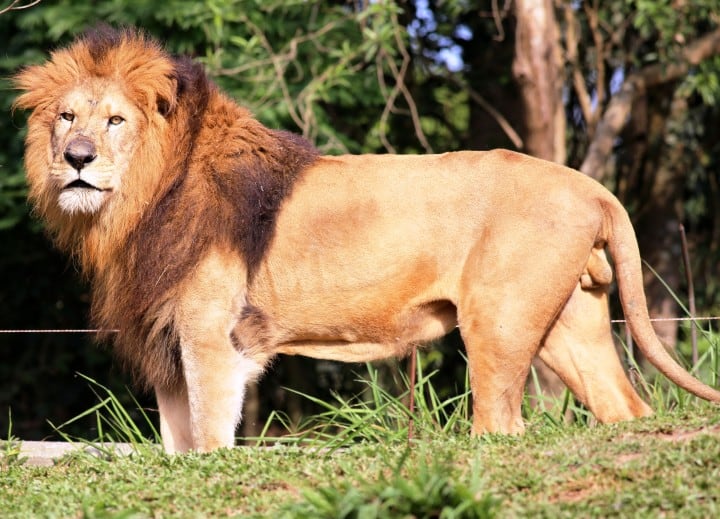 Lions at Aquila Safari Game Reserve