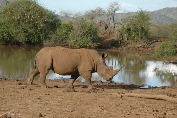 Rhino Sightseeing Safari