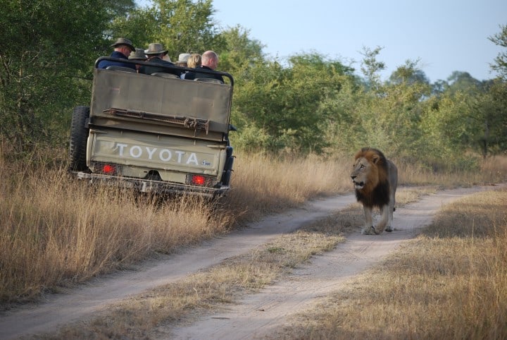Lions Sightseeing Safari