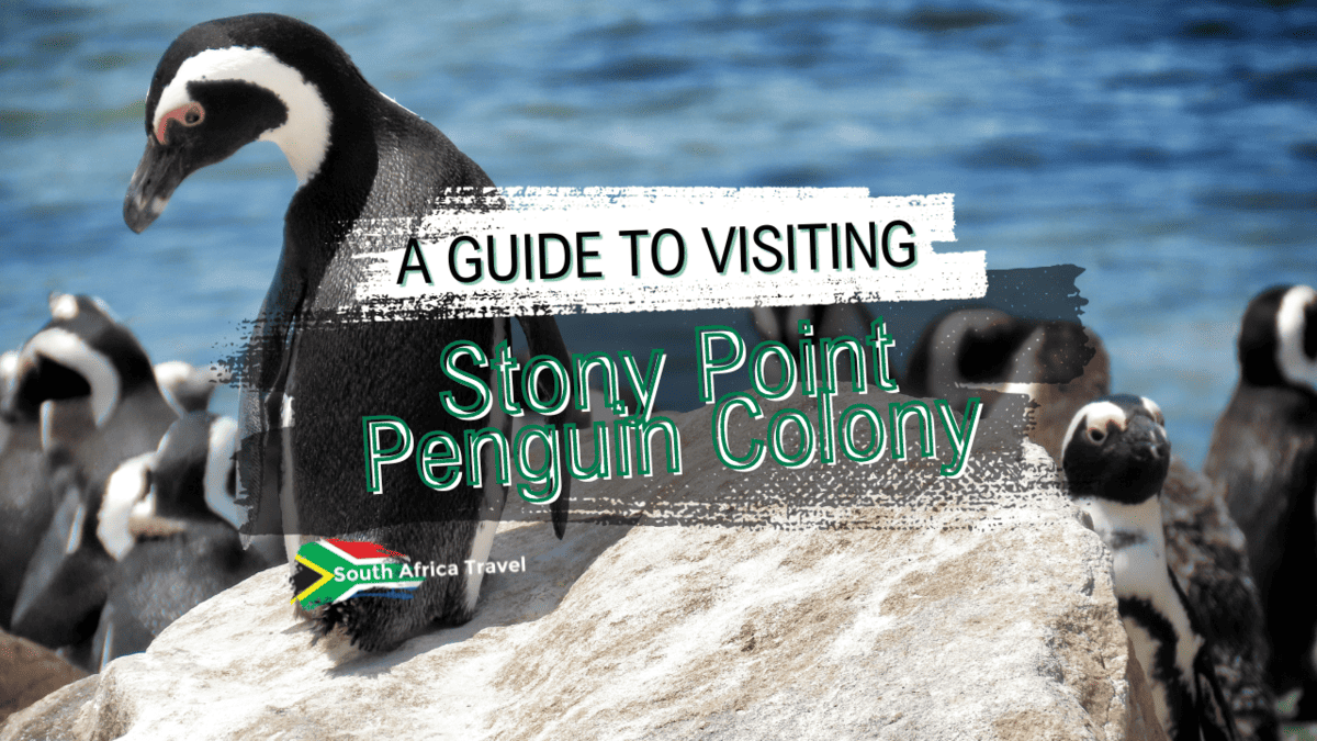 A Guide to Visiting Stony Point Penguin Colony