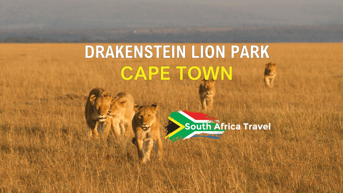 Drakenstein Lion Park Near Cape Town: A Must-Experience Attraction