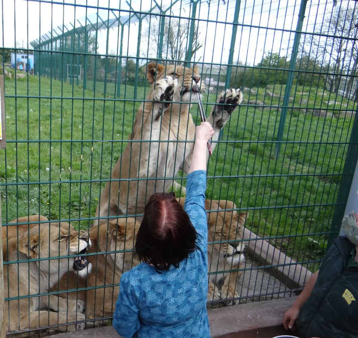 Meet the Lions at Drakenstein Lion Park