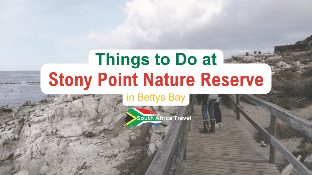 Things to Do at Stony Point Nature Reserve in Bettys Bay