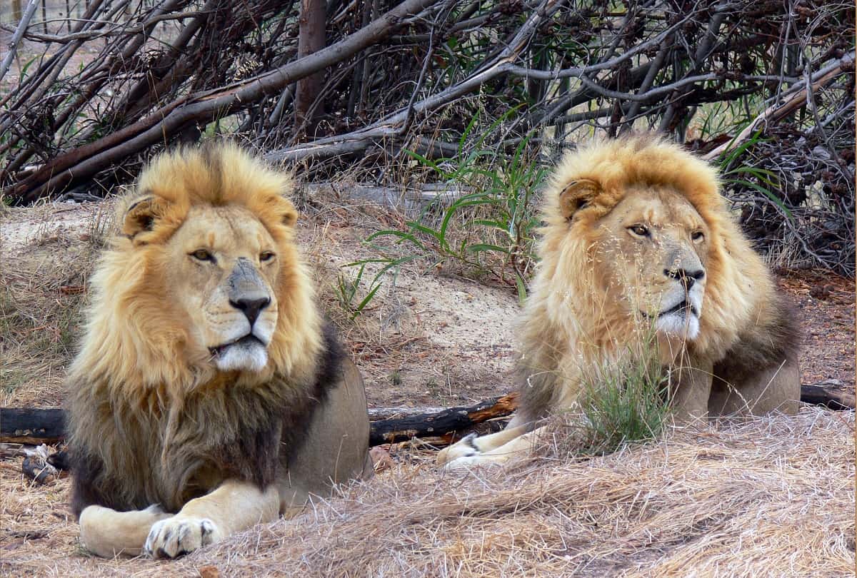 Wildlife Conservation at Drakenstein Lion Park