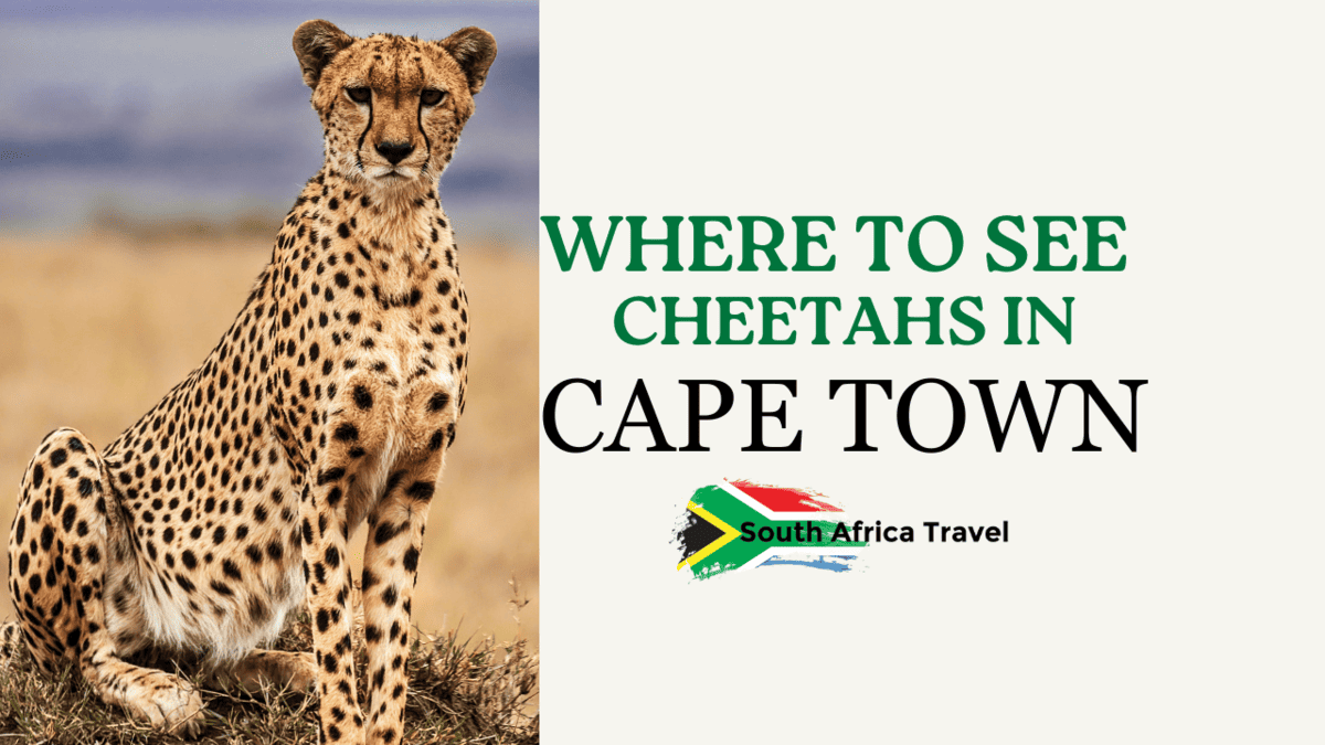 Where to See Cheetahs in Cape Town