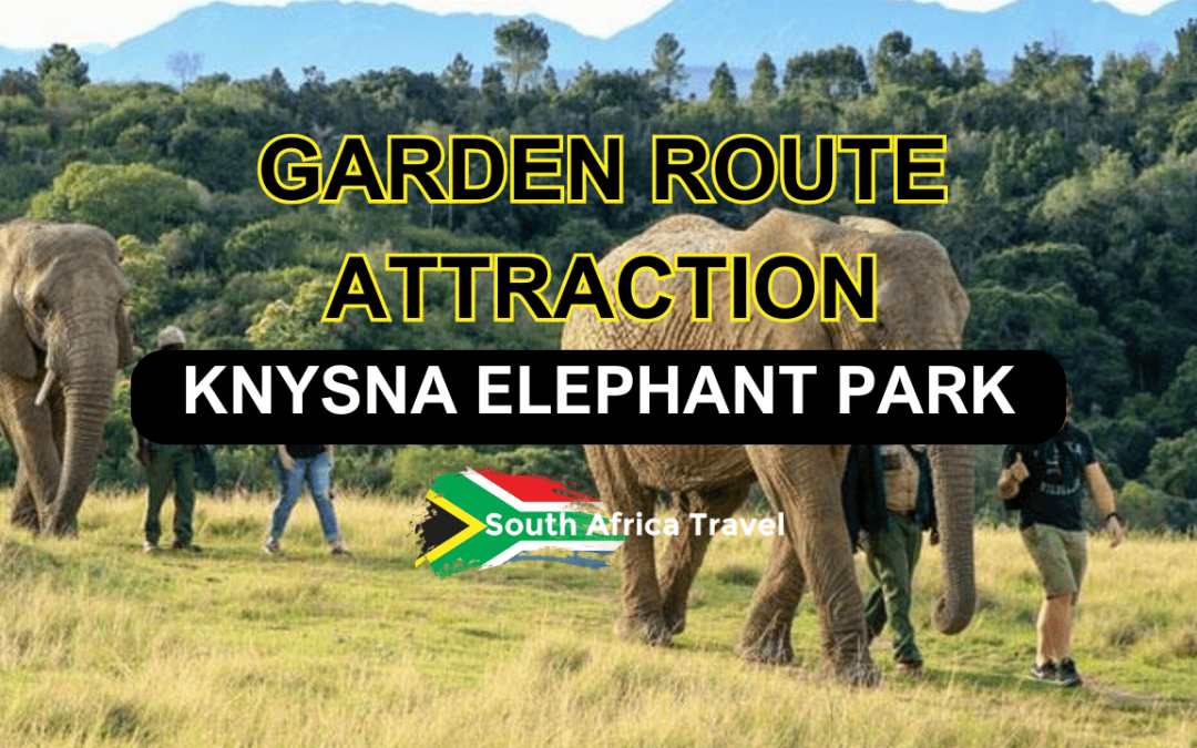 Garden Route Attraction: Knysna Elephant Park