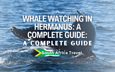 Whale Watching in Hermanus: A Complete Guide