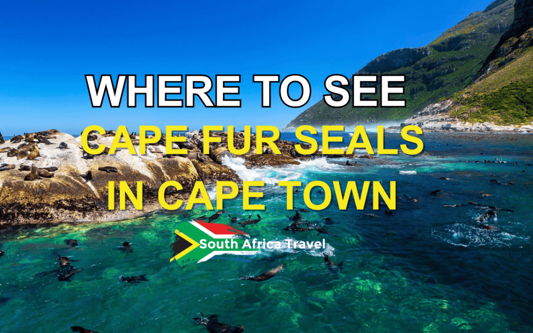 Where to See Cape Fur Seals in Cape Town