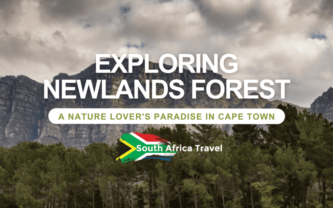 Exploring Newlands Forest: A Nature Lover’s Paradise in Cape Town