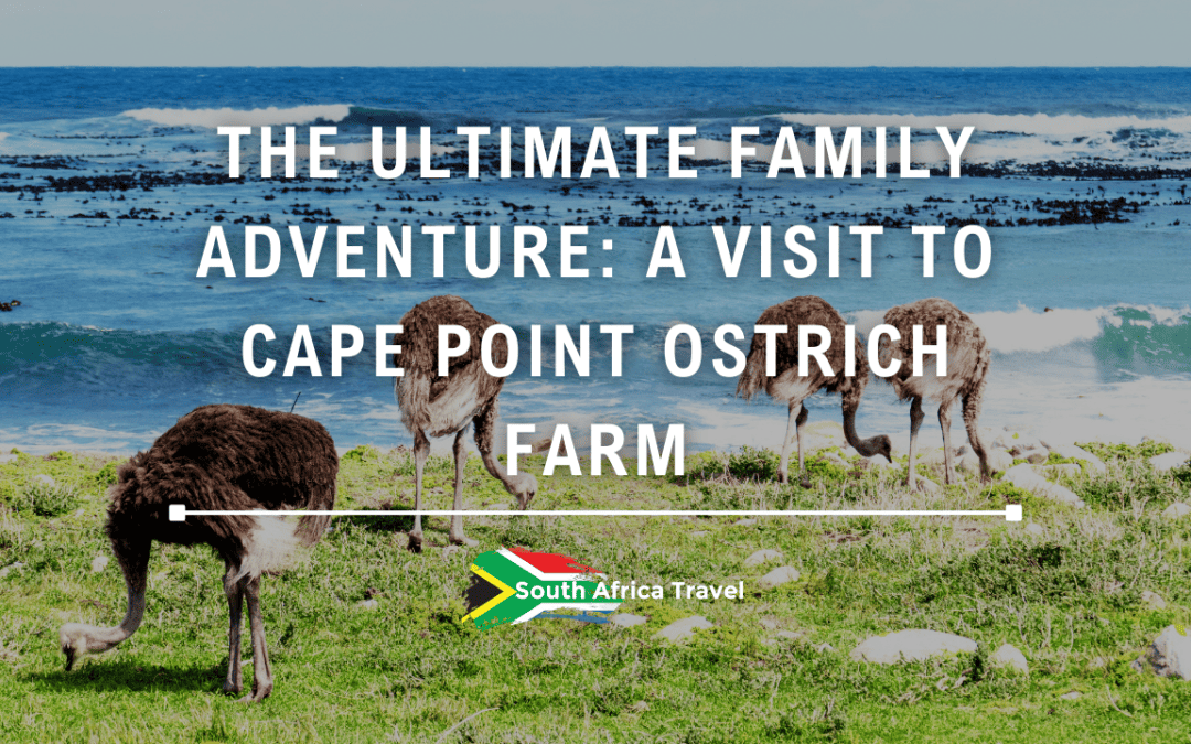 The Ultimate Family Adventure: A Visit to Cape Point Ostrich Farm