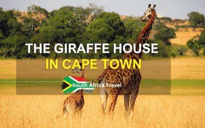 The Giraffe House in Cape Town