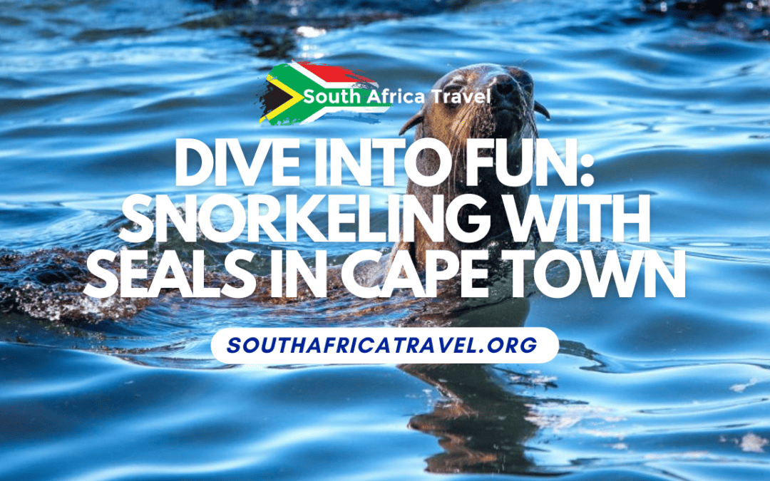 Dive into Fun: Snorkeling with Seals in Cape Town